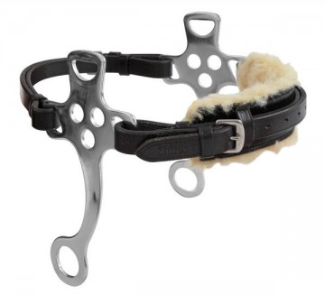 Hackamore blenheim